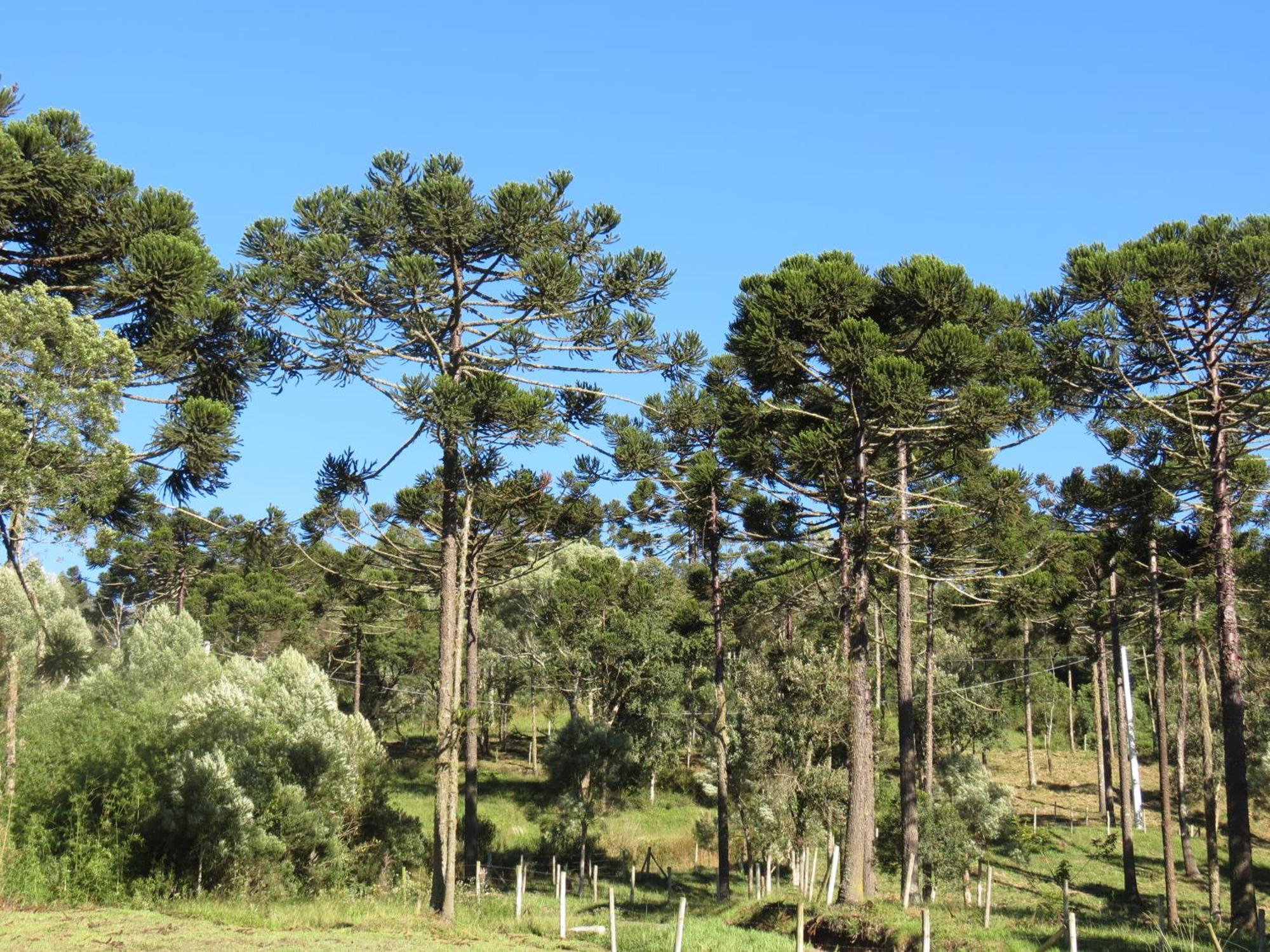 Refugio Da Montanha Villa Urubici Kültér fotó